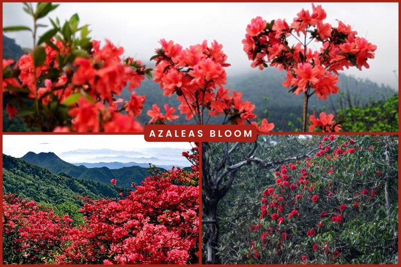 Azaleas bloom in Vietnam